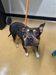 Shelter Stray Female Dog last seen WENTZVILLE, 4850 Mid Rivers Mall Dr, St Peters, MO 63376, USA