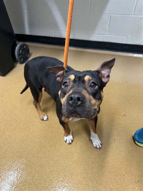 Shelter Stray Female Dog last seen WENTZVILLE, 4850 Mid Rivers Mall Dr, St Peters, MO 63376, USA