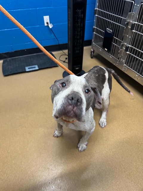 Shelter Stray Male Dog last seen WENTZVILLE, 4850 Mid Rivers Mall Dr, St Peters, MO 63376, USA