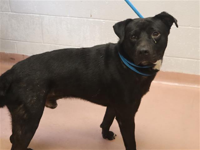 Shelter Stray Male Dog last seen Near BLOCK SAMPSON CIR, 127 Humane Ln, Columbia, SC 29201, USA