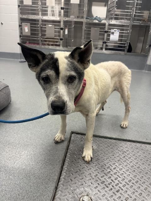 Shelter Stray Female Dog last seen Near, 2600 S Harding St, Indianapolis, IN 46221, USA