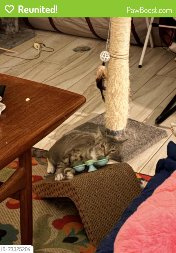 Reunited Female Cat last seen near the section of N Pinehurst and Doral Lane, Melbourne, FL 32940