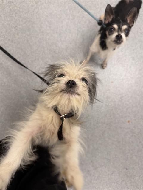 Shelter Stray Female Dog last seen Near, 2600 S Harding St, Indianapolis, IN 46221, USA