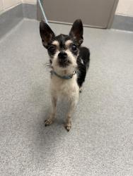 Shelter Stray Female Dog last seen Near, 2600 S Harding St, Indianapolis, IN 46221, USA