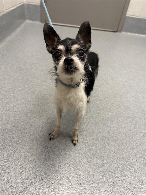 Shelter Stray Female Dog last seen Near, 2600 S Harding St, Indianapolis, IN 46221, USA