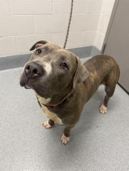 Shelter Stray Female Dog last seen Near, 2600 S Harding St, Indianapolis, IN 46221, USA