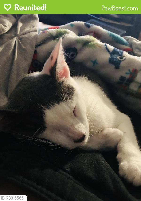 Reunited Male Cat last seen Montgomery drive on one side, Hwy 12 on the other, Santa Rosa, CA 95409