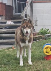 Shelter Stray Male Dog last seen Near BLOCK ROSEMONT AVE, DETROIT, MI 48219, 7401 Chrysler Dr, Detroit, MI 48211, USA