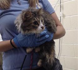 Shelter Stray Female Cat last seen Near BLOCK W BAYAUD AVE, DENVER CO 80223, 1241 W Bayaud Ave, Denver, CO 80223, USA