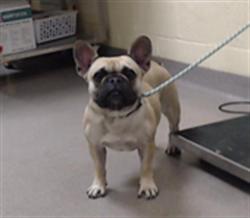 Shelter Stray Female Dog last seen Near BLOCK E LOY0LA DR AURORA CO 80013, 1241 W Bayaud Ave, Denver, CO 80223, USA