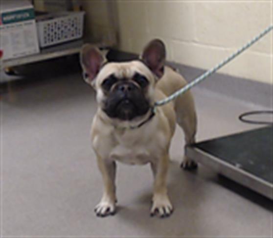 Shelter Stray Female Dog last seen Near BLOCK E LOY0LA DR AURORA CO 80013, 1241 W Bayaud Ave, Denver, CO 80223, USA