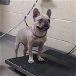 Shelter Stray Male Dog last seen Near BLOCK E LOY0LA DR AURORA CO 80013, 1241 W Bayaud Ave, Denver, CO 80223, USA