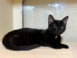Shelter Stray Female Cat last seen , 3528 Newburg Rd, Louisville, KY 40218, USA