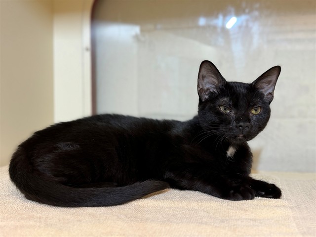 Shelter Stray Female Cat last seen , 3528 Newburg Rd, Louisville, KY 40218, USA