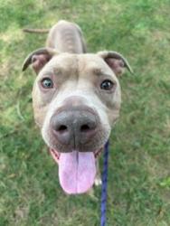 Shelter Stray Male Dog last seen CHARLOTTE, 8315 Byrum Dr, Charlotte, NC 28217, USA