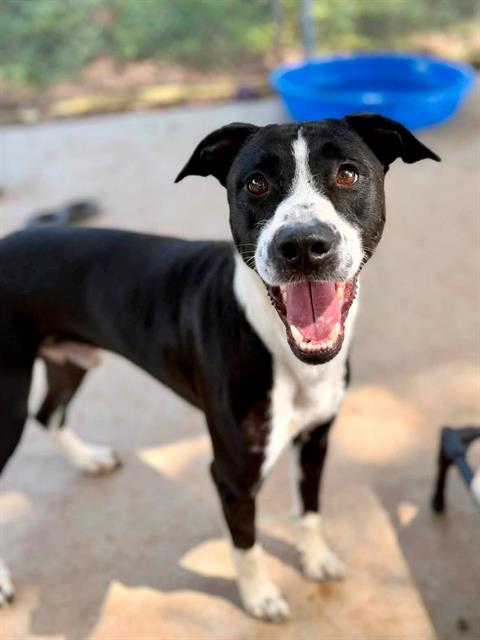 Shelter Stray Male Dog last seen CHARLOTTE, 8315 Byrum Dr, Charlotte, NC 28217, USA