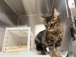 Shelter Stray Female Cat last seen Near BLOCK N LOVERS LANE RD, 3839 W Burnham St, West Milwaukee, WI 53215, USA