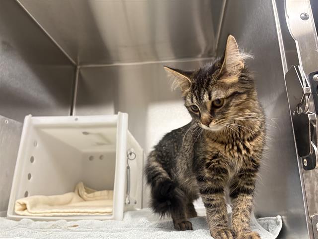 Shelter Stray Female Cat last seen Near BLOCK N LOVERS LANE RD, 3839 W Burnham St, West Milwaukee, WI 53215, USA