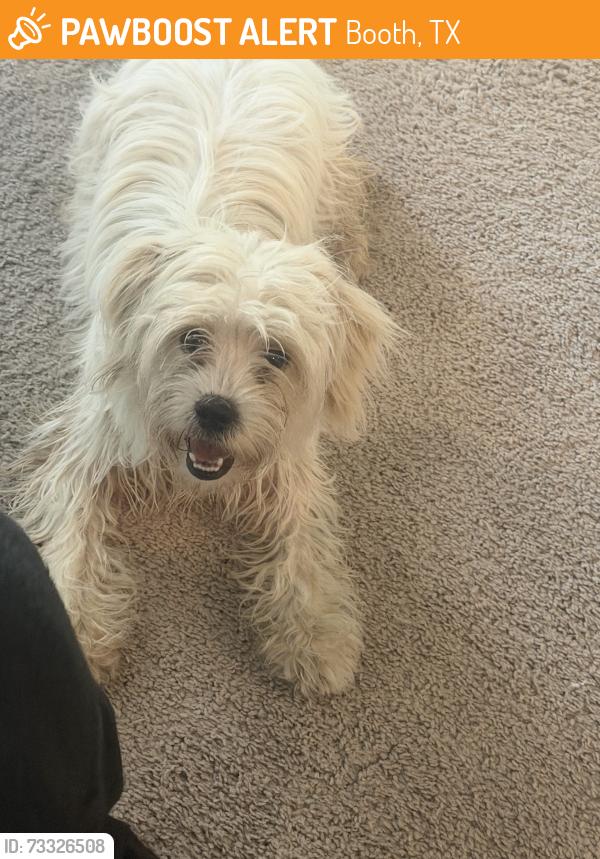 Found/Stray Unknown Dog last seen Near riverside Glenn LN, Booth, TX 77469