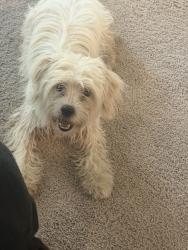 Found/Stray Unknown Dog last seen Near riverside Glenn LN, Booth, TX 77469
