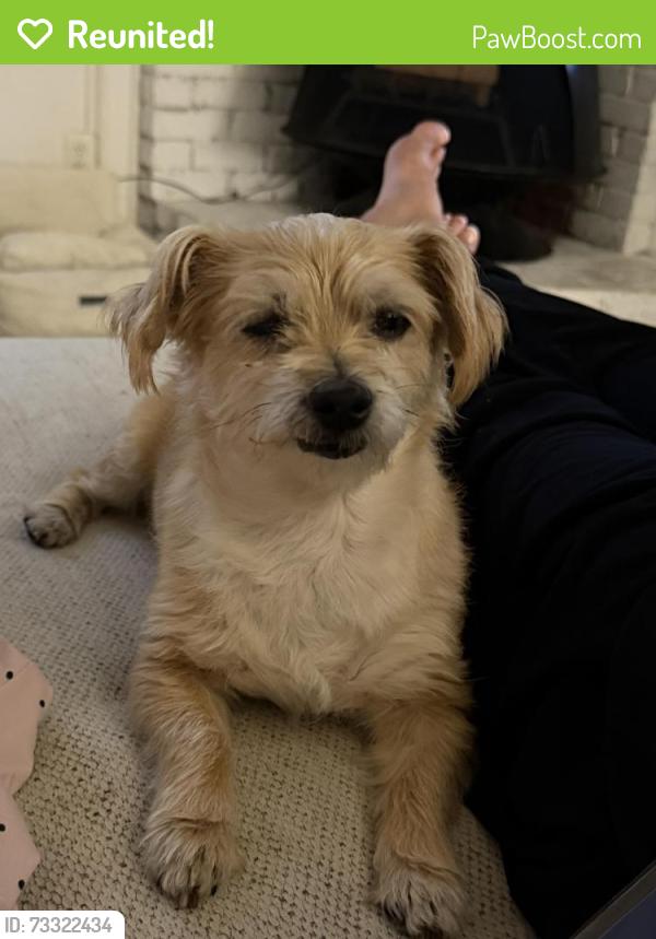 Reunited Female Dog last seen McKinney st, Arlington, TX 76012