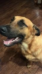 Lost Male Dog last seen Howard drive, Simpsonville, SC 29681