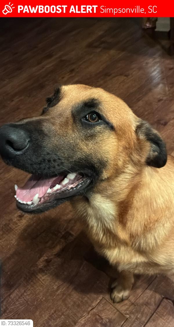 Lost Male Dog last seen Howard drive, Simpsonville, SC 29681