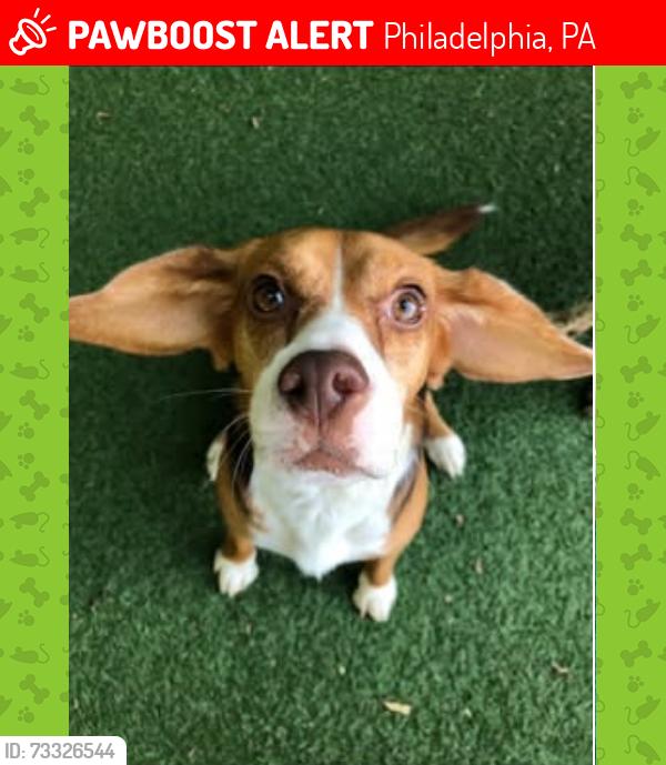 Lost Female Dog last seen 45th and baltimores ave philadelphia pa 19143, Philadelphia, PA 19143