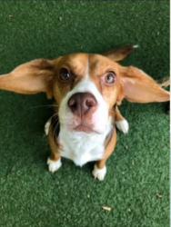 Lost Female Dog last seen 45th and baltimores ave philadelphia pa 19143, Philadelphia, PA 19143