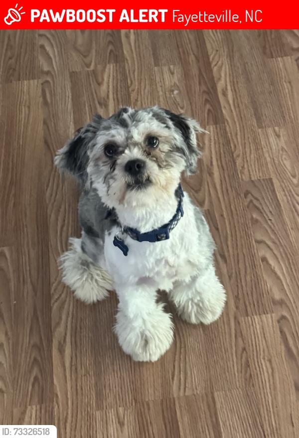 Lost Male Dog last seen Yadkin rd and SunnerHill, Fayetteville, NC 28303