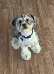 Lost Male Dog last seen Yadkin rd and SunnerHill, Fayetteville, NC 28303