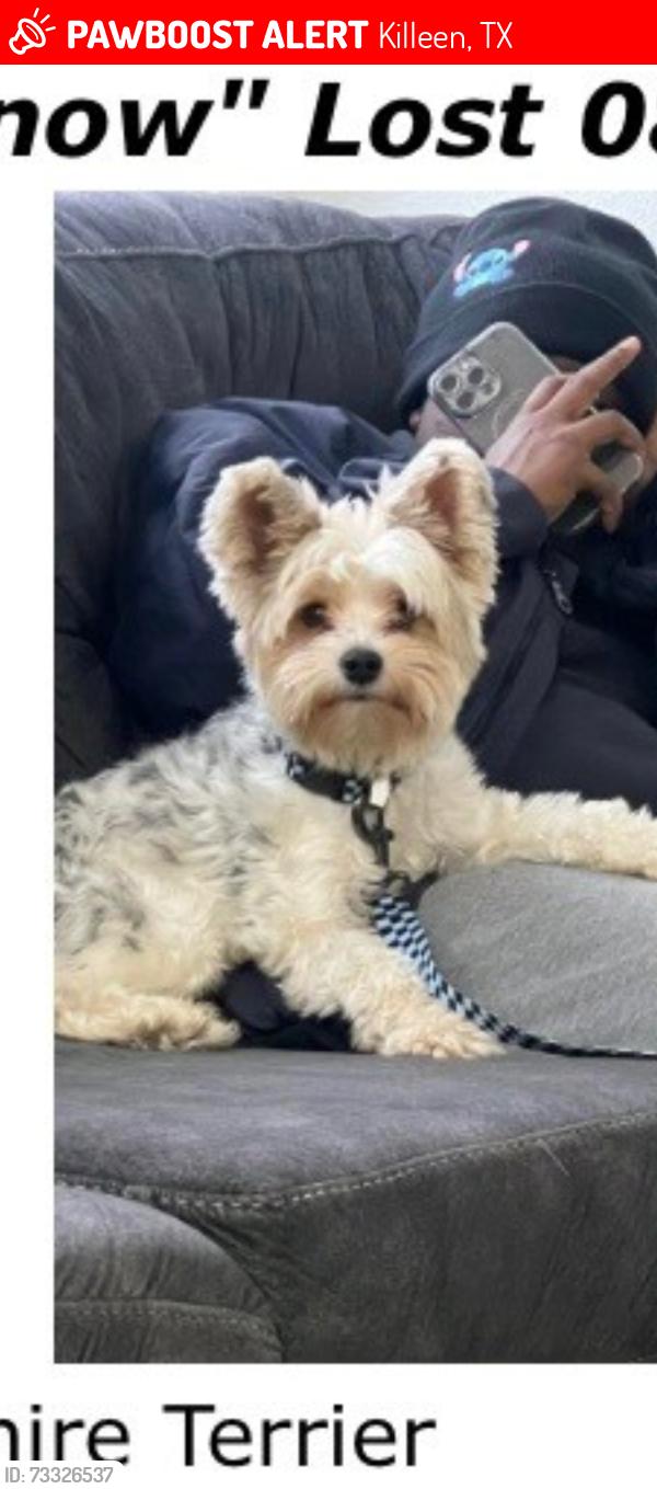 Lost Male Dog last seen Near foster ln killeen tx 76549, Killeen, TX 76549