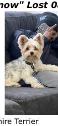 Lost Male Dog last seen Near foster ln killeen tx 76549, Killeen, TX 76549