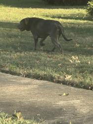 Found/Stray Male Dog last seen Ivanhoe and Surrey Park Drive, Bartlett, TN 38134