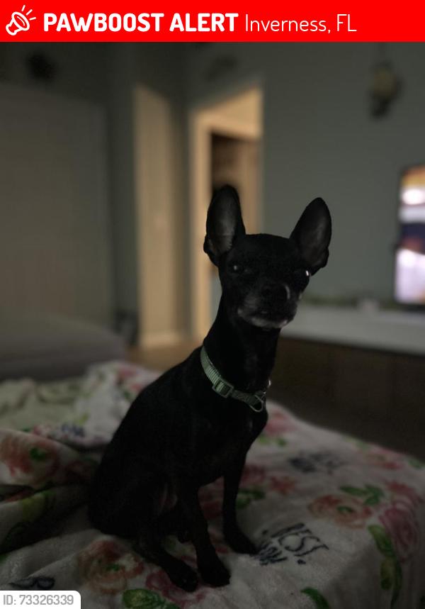 Lost Female Dog last seen Lakeside Country Club/Connell ests, Inverness, FL 34453