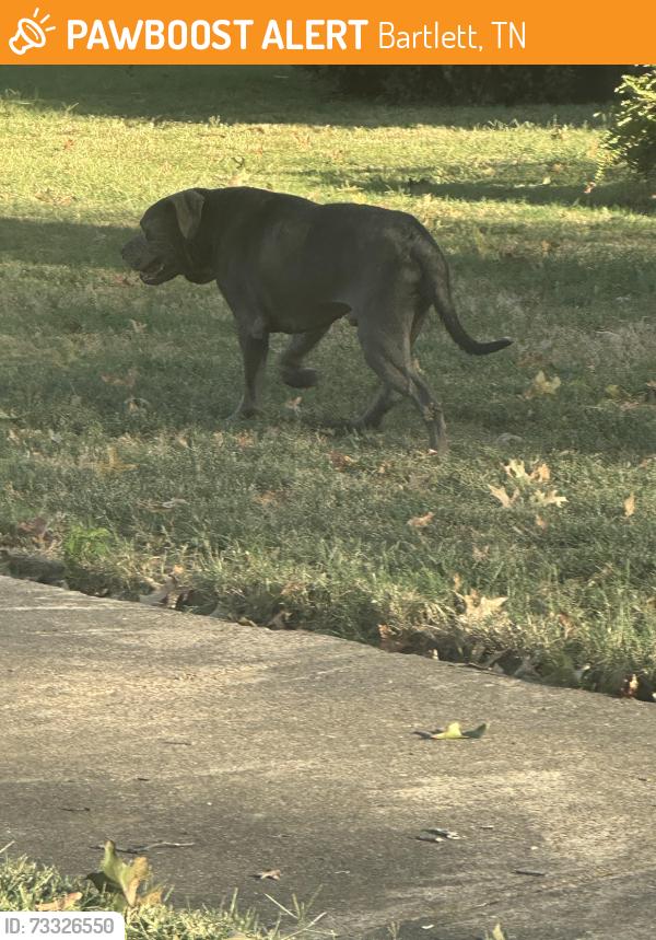 Found/Stray Male Dog last seen Ivanhoe and Surrey Park Drive, Bartlett, TN 38134
