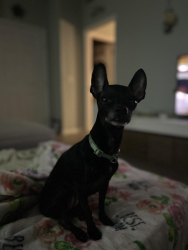 Lost Female Dog last seen Lakeside Country Club/Connell ests, Inverness, FL 34453