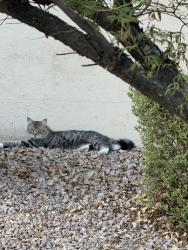 Found/Stray Unknown Cat last seen Between Recker Pointe and Bella Vista, south side of Ray, Gilbert, AZ 85296