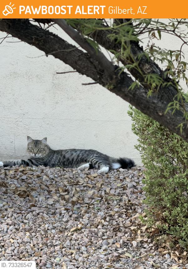 Found/Stray Unknown Cat last seen Between Recker Pointe and Bella Vista, south side of Ray, Gilbert, AZ 85296