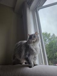 Reunited Female Cat last seen Bridgeport Crescent & Kitty Murray Ln, Hamilton, ON L9K 1K4