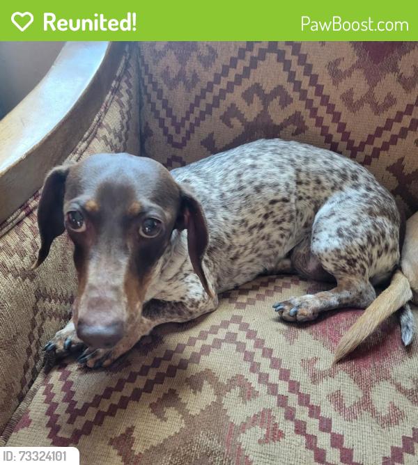 Reunited Female Dog last seen San Pedro and Eastern Avenue, SE, Albuquerque, NM 87108