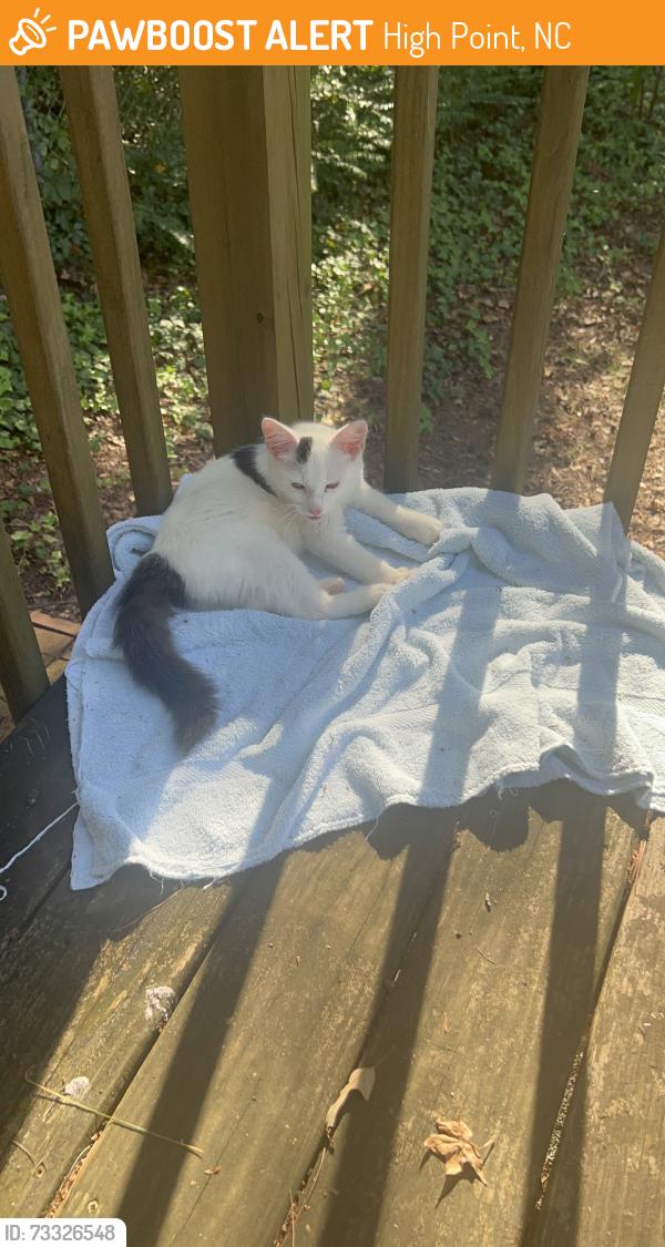 Found/Stray Female Cat last seen Near Rockspring, High Point, NC 27262