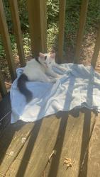 Found/Stray Female Cat last seen Near Rockspring, High Point, NC 27262