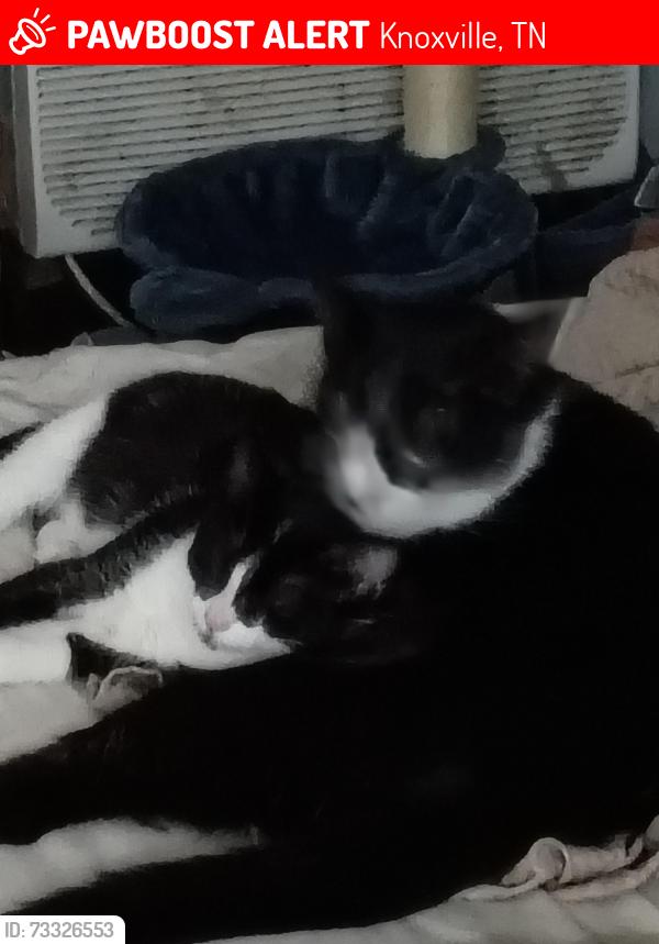 Lost Female Cat last seen Merchants, Knoxville, TN 37912