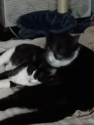 Lost Female Cat last seen Merchants, Knoxville, TN 37912