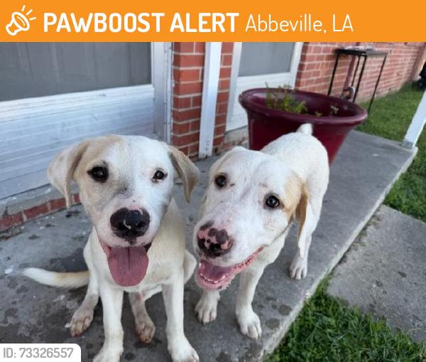 Found/Stray Male Dog last seen Near Oaklawn Drive, Abbeville, LA 70510