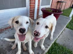 Found/Stray Male Dog last seen Near Oaklawn Drive, Abbeville, LA 70510