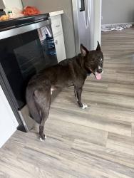 Reunited Male Dog last seen Beverly Hills, FL 34465, USA, Beverly Hills, FL 34465