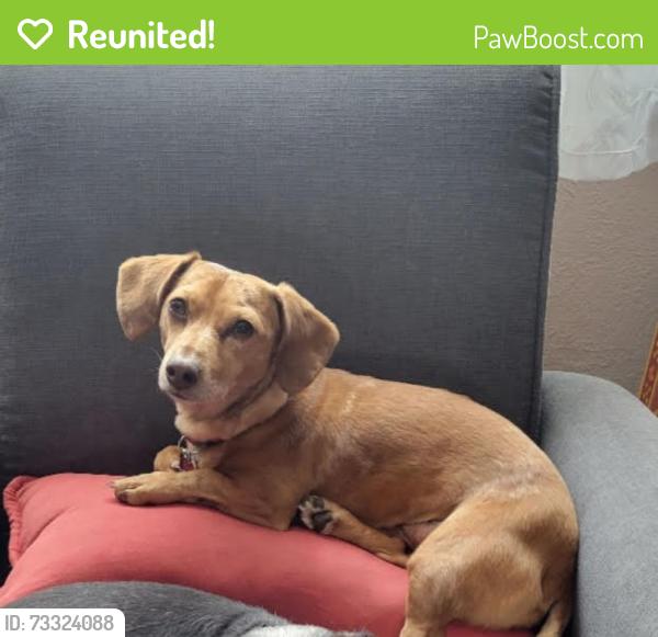 Reunited Female Dog last seen San Pedro and Eastern Avenue, SE, Albuquerque, NM 87108