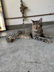 Lost Male Cat last seen Near Camp Rock St, Corona, CA 92880, Corona, CA 92880